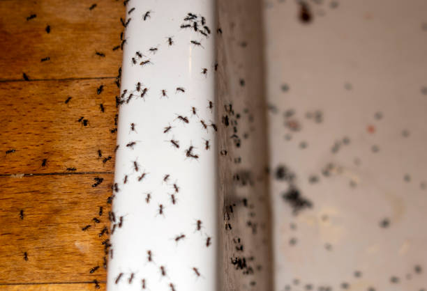 Best Commercial Pest Control Services  in Bunker Hl, IL