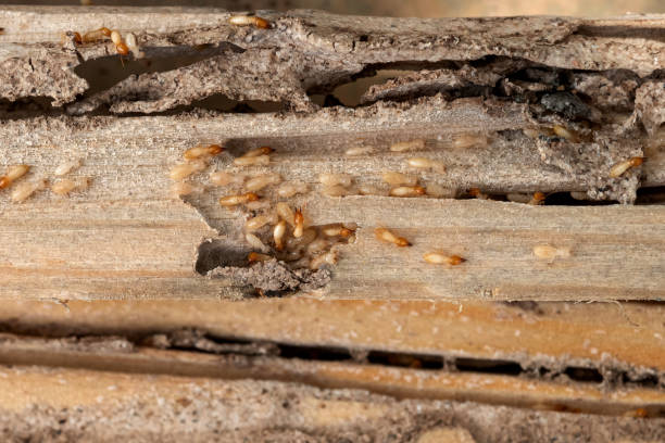 Best Flea Control Services  in Bunker Hl, IL
